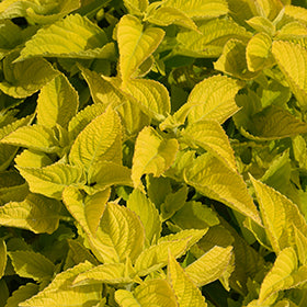 Chartres Street Coleus