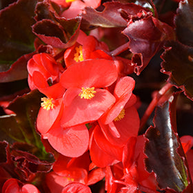 Viking Red on Chocolate Begonia