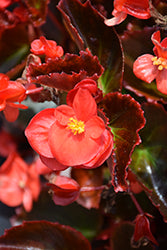 Senator IQ Scarlet Begonia