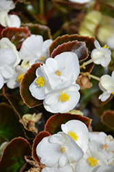 Senator IQ White Begonia