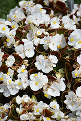 Senator IQ White Begonia