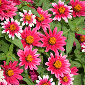 Profusion Cherry Bicolor Zinnia