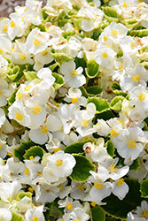 Ambassador White Begonia