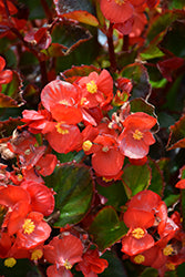 Ambassador Scarlet Begonia