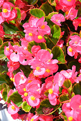 Ambassador Rose Begonia