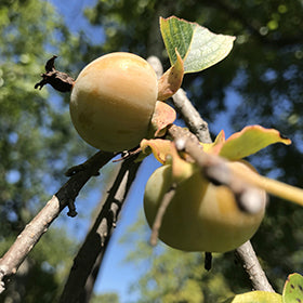 Common Persimmon (Native)