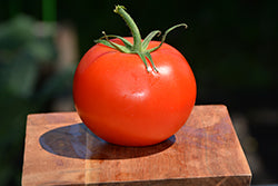 Marglobe Tomato