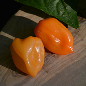 Magnum Habanero Pepper
