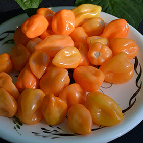 Magnum Habanero Pepper