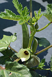 Clemson Spinless Okra