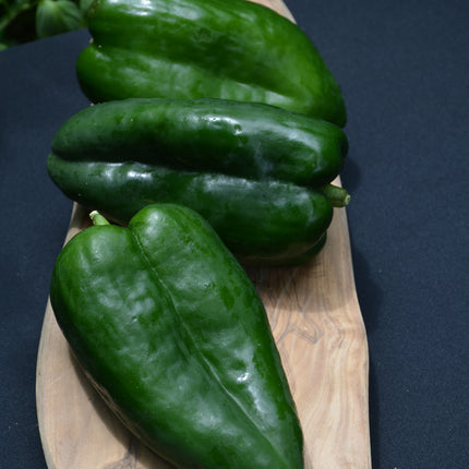 Trident Poblano Pepper (hot)