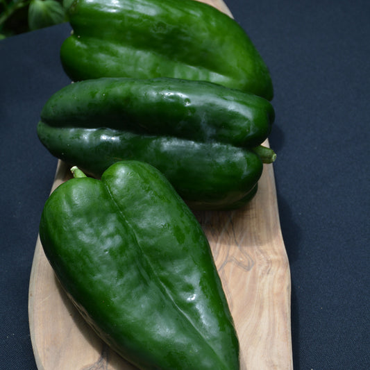 Trident Poblano Pepper (hot)