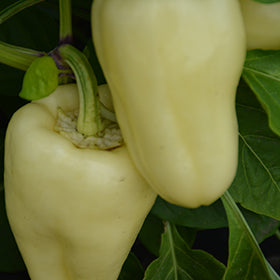 Bell Pepper 3.5"