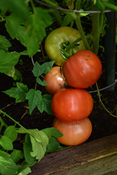 Big Beef Tomato