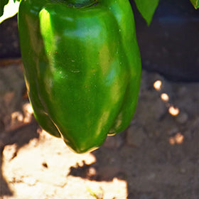 Big Bertha Sweet Pepper