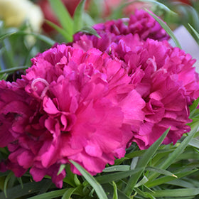 Flow Blinky Beach Carnation (Dianthus)