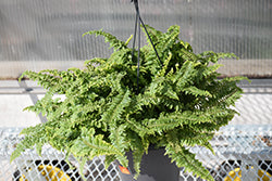 Fluffy Ruffles Boston Fern