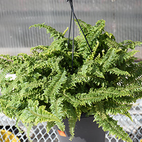 Fluffy Ruffles Boston Fern