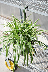 Variegated Spider Plant