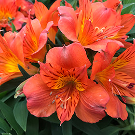 Colorita Amina Alstroemeria (Lily)