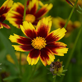Golden Stardust Tickseed (Coreopsis)