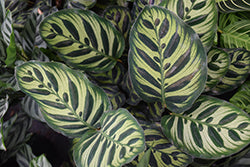 Peacock Plant (Calathea Makoyana)