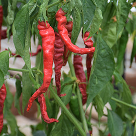 Cayenne Hot Pepper