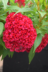 Twisted Strawberry Celosia