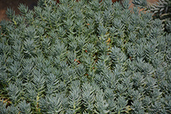 Blue Spruce Stonecrop (Sedum)