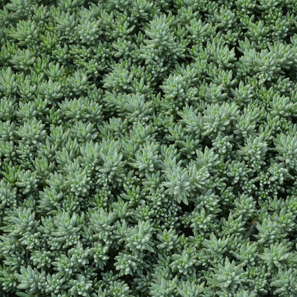 Blue Spruce Stonecrop (Sedum)