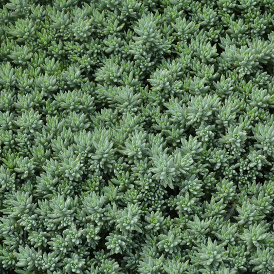 Blue Spruce Stonecrop (Sedum)