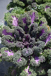 Yokohama Red Ornamental Kale