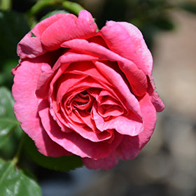 Dee-Lish Rose