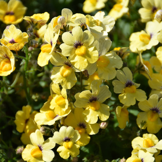 Nesia Sunshine Nemesia