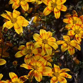 Bee Alive Bidens
