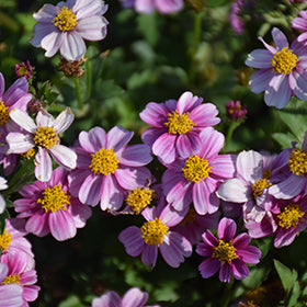 Pretty in Pink Bidens