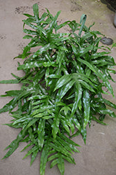 Kangaroo Fern