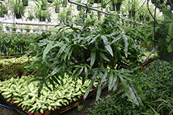 Kangaroo Fern