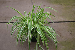 Reverse Variegated Spider Plant