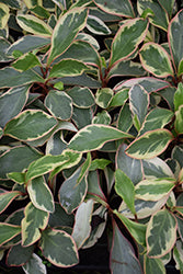 Ginny Peperomia