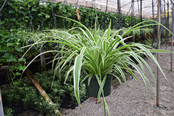 Reverse Variegated Spider Plant