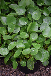 Chinese Money Plant