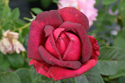Oklahoma Rose