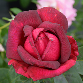 Oklahoma Rose