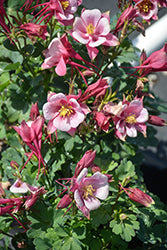 Kirigami Rose and Pink Columbine (Aquilegia)