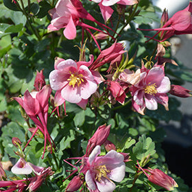 Kirigami Rose and Pink Columbine (Aquilegia)