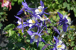 Kirigami Blue and White Columbine (Aquilegia)