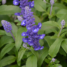 Sallyfun Deep Ocean Salvia