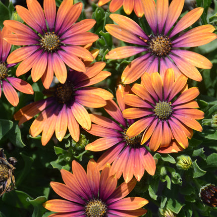 Zion Purple Sun African Daisy