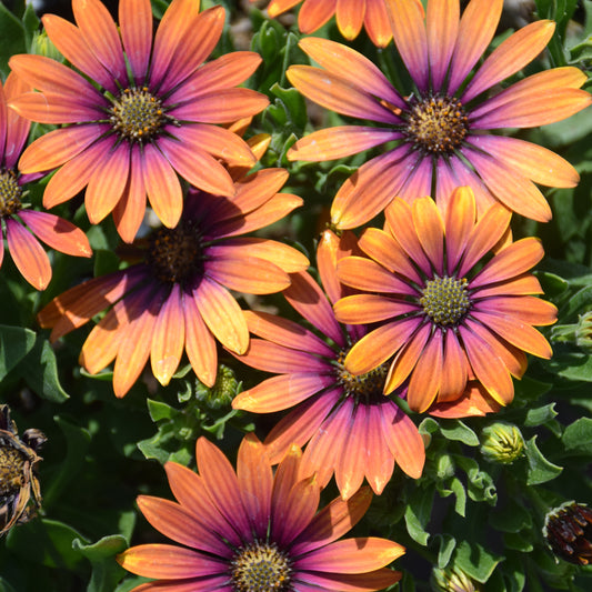 Zion Purple Sun African Daisy